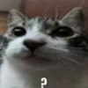 smthlikebeelz77