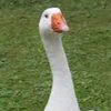 gamingoose