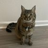 thepeanutbuttercat
