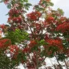 phng.nghi751