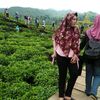 putry17786