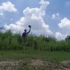 andsetiawan_11_11