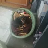 gutisz