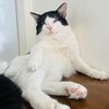 Gudda & Bittu’s Meowments