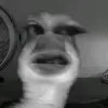 ciprutt.tttt