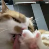 jazjaz178