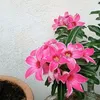 waniati270