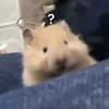 Healer rabbit