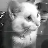 sksjsjksksjsjjsjjj