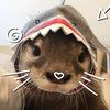 lillsaurr