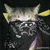 pinzparkier_123