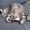 cat.addic