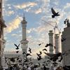 ahmad.goz.ali