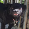 himpuppi