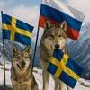 dog_animals22