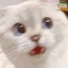 tak_dirr