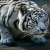 danghr3