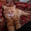 MomCats