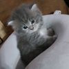 bubuyycat
