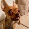 milliethechihuahua1