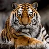 tigertvlog