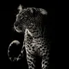 suhaeb.156
