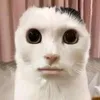 haerudumo