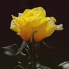 ednaoliveirarodrigues65