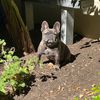 thatfrenchieharley