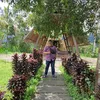 agushph27