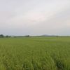 playbokardus