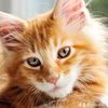 mircat86