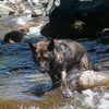 shikobasworld