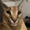 ismaelmdrzozo