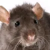 dan_the_ratman