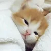 zyi._pwnn