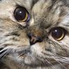 alaniiithecat