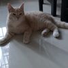 jalulmasongambo