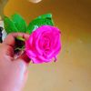 shibshib19