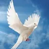 patrickngondi1