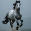 shafqat_jutt122