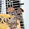 mijan_32