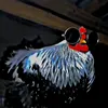 polloprogame