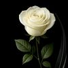 user906016596221