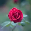 adamd599