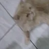 menordoodio0_