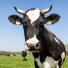 cowmaster_745