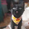 jungkook_cat.o1