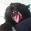 evilcontrollerofcats