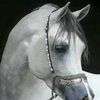 k.uae5